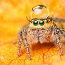 ungoliants-lair avatar