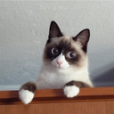 ungrumpycat avatar