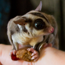 unhappysugarglider avatar