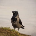 unhingedicedlatte avatar