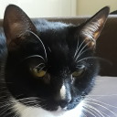 unhumanlycreativeprompts avatar