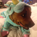 unicorndoggo avatar