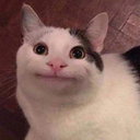 unicornio-reblogueiro avatar