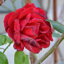 unicornsbleedtoo avatar