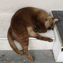 unicornsoverrainbow avatar