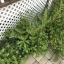 unicorntoxicity avatar