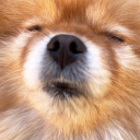 unimpressednerd avatar