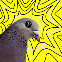 uninspiringpigeon avatar