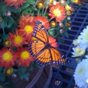 uniquecollectoroftears avatar