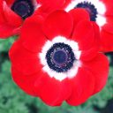 uniqueevilgarden avatar