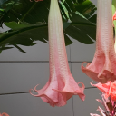 uniquepeanutcreatorfire avatar