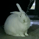 uniucky-clovers avatar