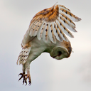 universalearth avatar