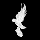universalflowercrown avatar