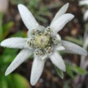 universally-trichster-lexicona avatar