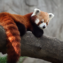 universallydeergardener avatar