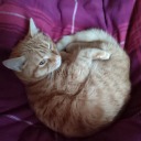 universallyenthusiastdaze avatar