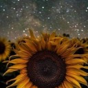 universalpisces avatar