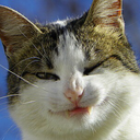 universegeneralorgana avatar