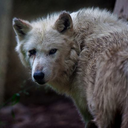 universo-sugar avatar