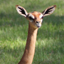 unknown-gerenuk avatar