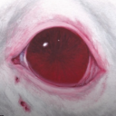 unknownangels avatar