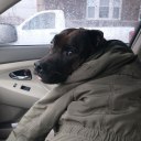 unknownfieldguide avatar