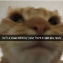 unlikelygalaxybouquet7 avatar