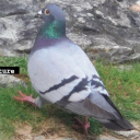 unlikelynightblind avatar