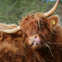 unlimitedpurple avatar