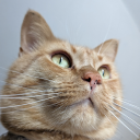 unluckycensustaker-blog avatar