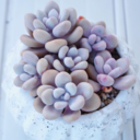 unplannedlove avatar