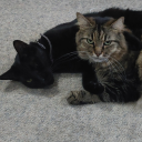 unprecedenteddpxdchyperfixation avatar