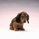 unrulybbcsparky avatar