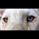 unsabioleonazul avatar