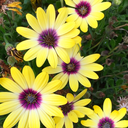 unscattermybrain avatar