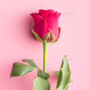 unshakenbytempests avatar