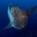 unstablesunfish avatar