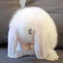 unstablewhorelilliana avatar