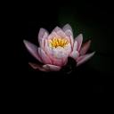 untamed-art-collector avatar