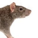 untitled-rat avatar