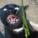 untitledgooselife avatar