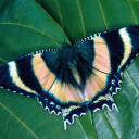 unusual-uraniidae avatar