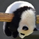 unusualfaggot avatar