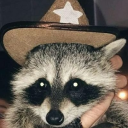 unusualraccooncreature avatar