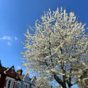 unutulmusbirses avatar