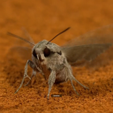 unwingedunplumed avatar