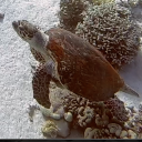 up-for-louder avatar