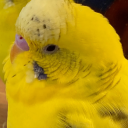 upgradr avatar