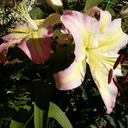 uphighjedidontneednojive avatar